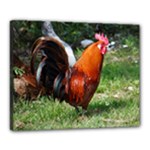 Rooster Canvas 20  x 16  (Stretched)