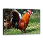 Rooster Canvas 18  x 12  (Stretched)