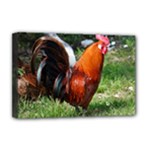 Rooster Deluxe Canvas 18  x 12  (Stretched)