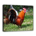 Rooster Deluxe Canvas 24  x 20  (Stretched)