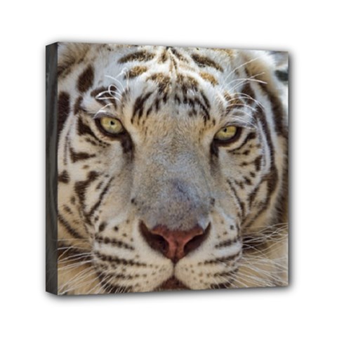 White Tiger 2 Mini Canvas 6  x 6  (Stretched) from ArtsNow.com