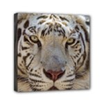 White Tiger 2 Mini Canvas 6  x 6  (Stretched)