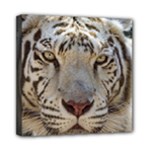 White Tiger 2 Mini Canvas 8  x 8  (Stretched)