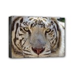 White Tiger 2 Mini Canvas 7  x 5  (Stretched)