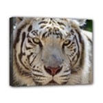 White Tiger 2 Canvas 10  x 8  (Stretched)