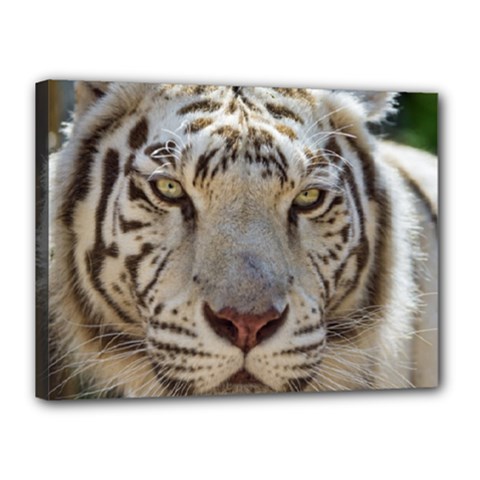 White Tiger 2 Canvas 16  x 12  (Stretched) from ArtsNow.com