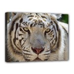 White Tiger 2 Canvas 16  x 12  (Stretched)