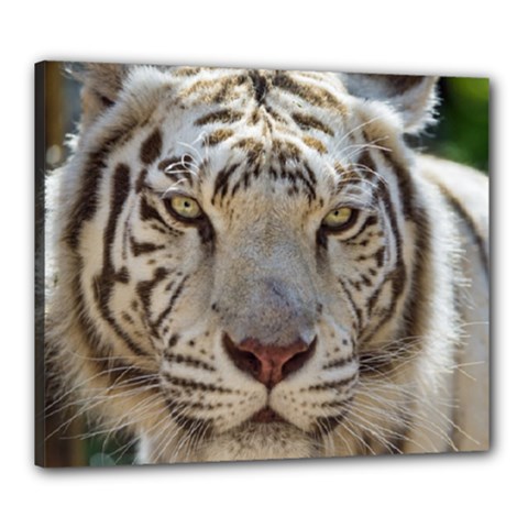 White Tiger 2 Canvas 24  x 20  (Stretched) from ArtsNow.com