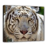 White Tiger 2 Canvas 24  x 20  (Stretched)