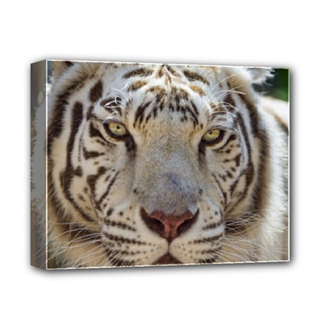 White Tiger 2 Deluxe Canvas 14  x 11  (Stretched) from ArtsNow.com