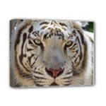 White Tiger 2 Deluxe Canvas 14  x 11  (Stretched)