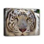White Tiger 2 Deluxe Canvas 16  x 12  (Stretched) 