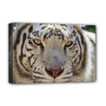 White Tiger 2 Deluxe Canvas 18  x 12  (Stretched)