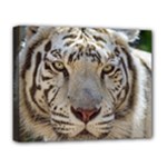White Tiger 2 Deluxe Canvas 20  x 16  (Stretched)