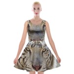 White Tiger 2 Velvet Skater Dress