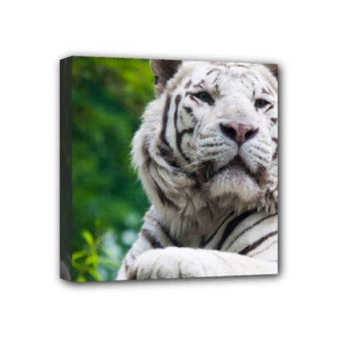 White Tiger Mini Canvas 4  x 4  (Stretched) from ArtsNow.com