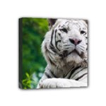 White Tiger Mini Canvas 4  x 4  (Stretched)