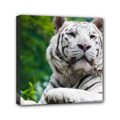 White Tiger Mini Canvas 6  x 6  (Stretched) from ArtsNow.com