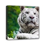 White Tiger Mini Canvas 6  x 6  (Stretched)