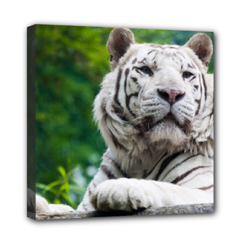 White Tiger Mini Canvas 8  x 8  (Stretched) from ArtsNow.com