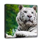 White Tiger Mini Canvas 8  x 8  (Stretched)