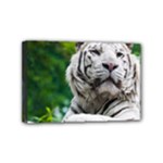 White Tiger Mini Canvas 6  x 4  (Stretched)