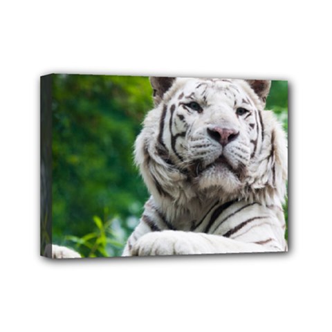 White Tiger Mini Canvas 7  x 5  (Stretched) from ArtsNow.com