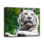 White Tiger Canvas 10  x 8  (Stretched)