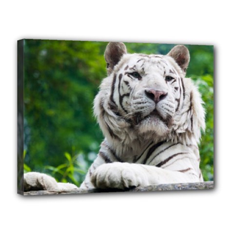 White Tiger Canvas 16  x 12  (Stretched) from ArtsNow.com