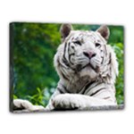 White Tiger Canvas 16  x 12  (Stretched)