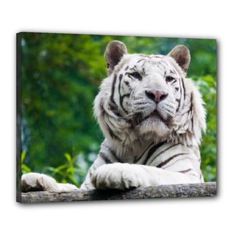 White Tiger Canvas 20  x 16  (Stretched) from ArtsNow.com