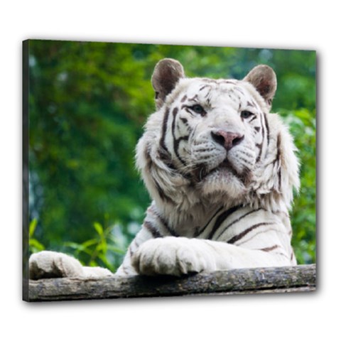 White Tiger Canvas 24  x 20  (Stretched) from ArtsNow.com