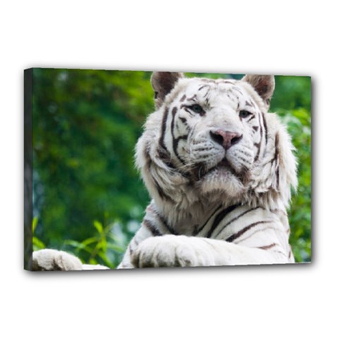 White Tiger Canvas 18  x 12  (Stretched) from ArtsNow.com