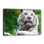 White Tiger Canvas 18  x 12  (Stretched)