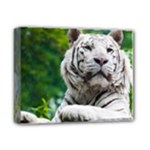 White Tiger Deluxe Canvas 14  x 11  (Stretched)