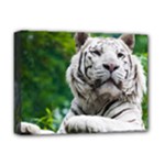 White Tiger Deluxe Canvas 16  x 12  (Stretched) 