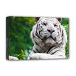 White Tiger Deluxe Canvas 18  x 12  (Stretched)