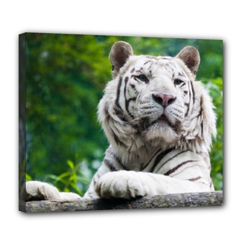 White Tiger Deluxe Canvas 24  x 20  (Stretched) from ArtsNow.com