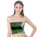 White Tiger Tube Top