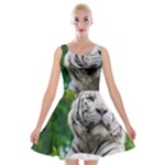 White Tiger Velvet Skater Dress