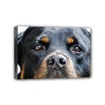 Rotwieller Mini Canvas 6  x 4  (Stretched)