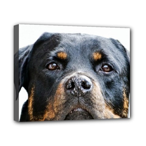 Rotwieller Canvas 10  x 8  (Stretched) from ArtsNow.com