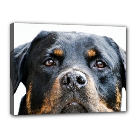 Rotwieller Canvas 16  x 12  (Stretched) from ArtsNow.com