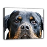 Rotwieller Canvas 16  x 12  (Stretched)