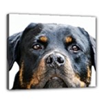 Rotwieller Canvas 20  x 16  (Stretched)