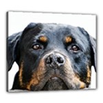 Rotwieller Canvas 24  x 20  (Stretched)