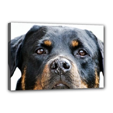 Rotwieller Canvas 18  x 12  (Stretched) from ArtsNow.com