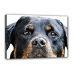 Rotwieller Canvas 18  x 12  (Stretched)