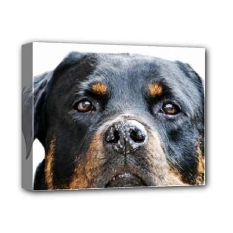 Rotwieller Deluxe Canvas 14  x 11  (Stretched) from ArtsNow.com