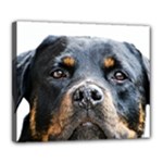 Rotwieller Deluxe Canvas 24  x 20  (Stretched)